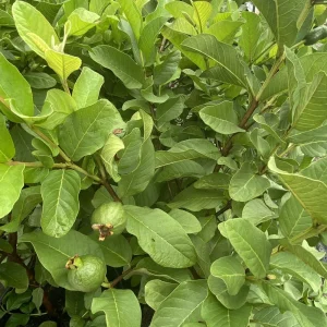 Guava Fruit Live Plant Tree - 10 Inches Tall - Tropical Indoor/Outdoor Potted - Image 2