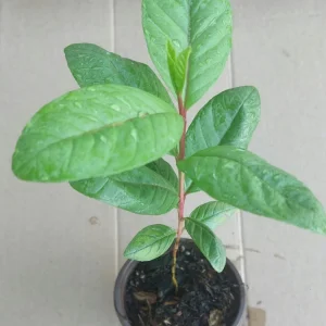 Guava Fruit Live Plant Tree - 10 Inches Tall - Tropical Indoor/Outdoor Potted - Image 3