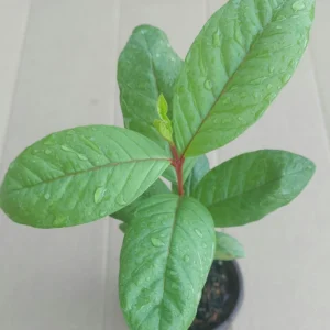 Guava Fruit Live Plant Tree - 10 Inches Tall - Tropical Indoor/Outdoor Potted - Image 4