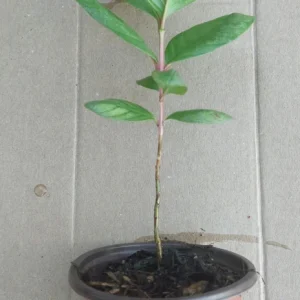 Guava Fruit Live Plant Tree - 10 Inches Tall - Tropical Indoor/Outdoor Potted - Image 5