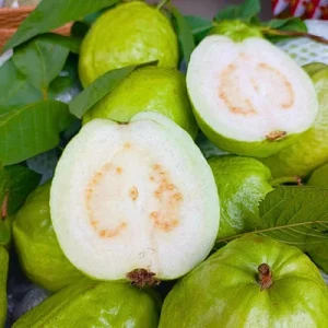 Guava Fruit Live Plant Tree - 10 Inches Tall - Tropical Indoor/Outdoor Potted - Image 1