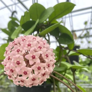 Hoya Chelsey Live Plant - Variegated Indoor Wax Plant - Image 2