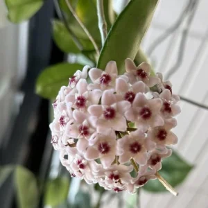 Hoya Chelsey Live Plant - Variegated Indoor Wax Plant - Image 3