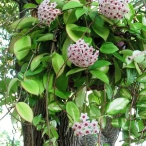 Hoya Chelsey Live Plant - Variegated Indoor Wax Plant - Image 1