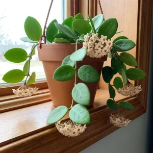 Hoya Cunninghamia Live Plant – Indoor Trailing Houseplant – 2 Inch Pot - Image 1