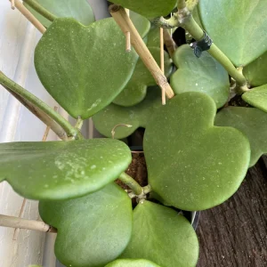 Hoya Kerrii Live Plant - Sweetheart Hoya - 4in Nursery Pot - Image 2