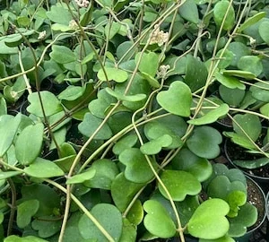 Hoya Kerrii Live Plant - Sweetheart Hoya - 4in Nursery Pot - Image 1