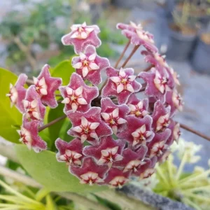 Hoya Krimson Queen Live Plant - 4 inch Pot, Variegated Indoor Hoya - Image 1