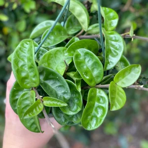 Hoya Krinkle Live Plant - Unique Crinkled Foliage Houseplant for Indoors - Image 1