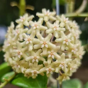 Hoya Quinquenervia Live Plant – Rare Vining Houseplant – 3.25in Pot - Image 2