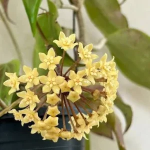 Hoya Quinquenervia Live Plant – Rare Vining Houseplant – 3.25in Pot - Image 3