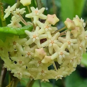 Hoya Quinquenervia Live Plant – Rare Vining Houseplant – 3.25in Pot - Image 1