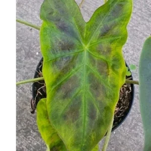 Illustris Colocasia Live Plant - Black Elephant Ear Tropical Houseplant - Image 2