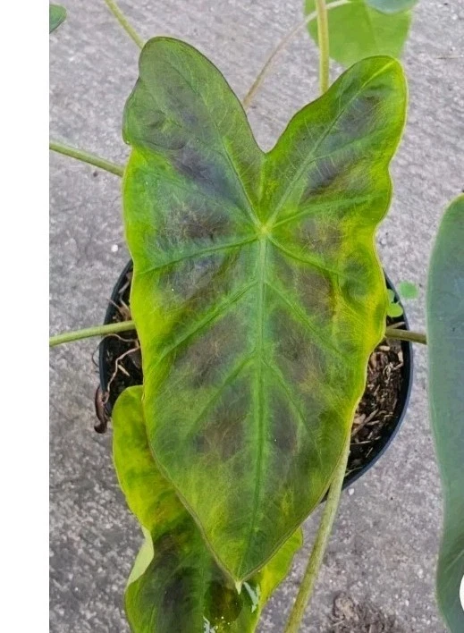Illustris Colocasia Live Plant - Black Elephant Ear Tropical Houseplant - Image 2