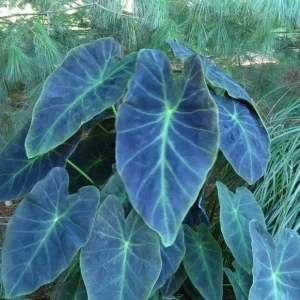 Illustris Colocasia Live Plant - Black Elephant Ear Tropical Houseplant - Image 1
