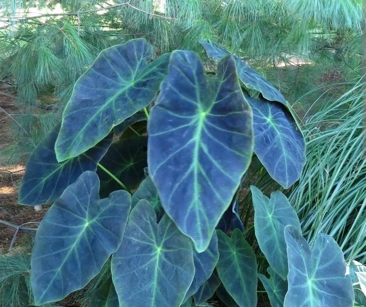 Illustris Colocasia Live Plant - Black Elephant Ear Tropical Houseplant - Image 1