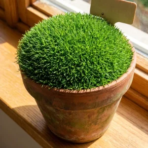 Irish Moss Live Plant – 4 Inch Pot – Dense Green Ground Cover Outdoor - Image 1