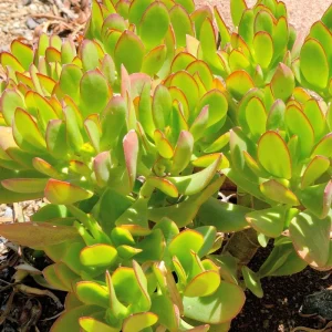 Jade Plant Live Succulent - Compact Houseplant, 5 Inches Tall in 2-inch Pot - Image 1