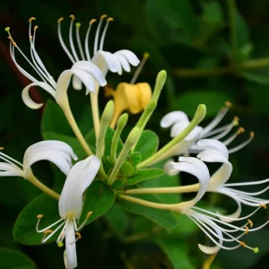 Japanese Honeysuckle Live Plant - Fragrant Climbing Vine - Lonicera japonica - Image 2