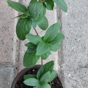 Japanese Honeysuckle Live Plant - Fragrant Climbing Vine - Lonicera japonica - Image 3