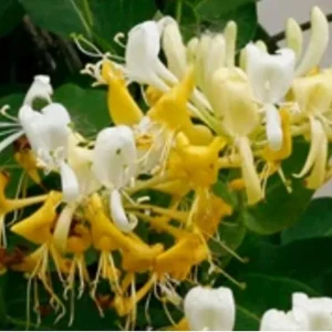 Japanese Honeysuckle Live Plant - Fragrant Climbing Vine - Lonicera japonica - Image 4