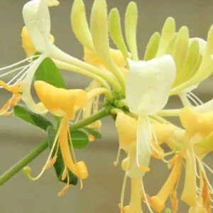 Japanese Honeysuckle Live Plant - Fragrant Climbing Vine - Lonicera japonica - Image 1
