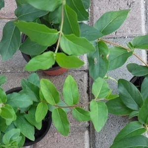 Japanese Honeysuckle Live Plant - Fragrant Climbing Vine - Lonicera japonica - Image 5