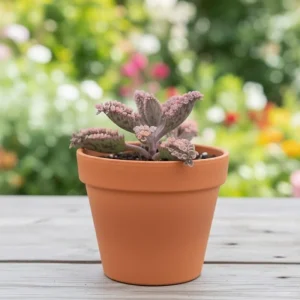 Kalanchoe Pink Butterfly Live Plant – Mother of Thousands Variegated Succulent – 2 Inch Pot – Indoor Houseplant - Image 1