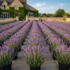 Lavender Live Plant - Fragrant Purple Blooms, 4-7 inches Tall in 4 inch Pot - Image 1