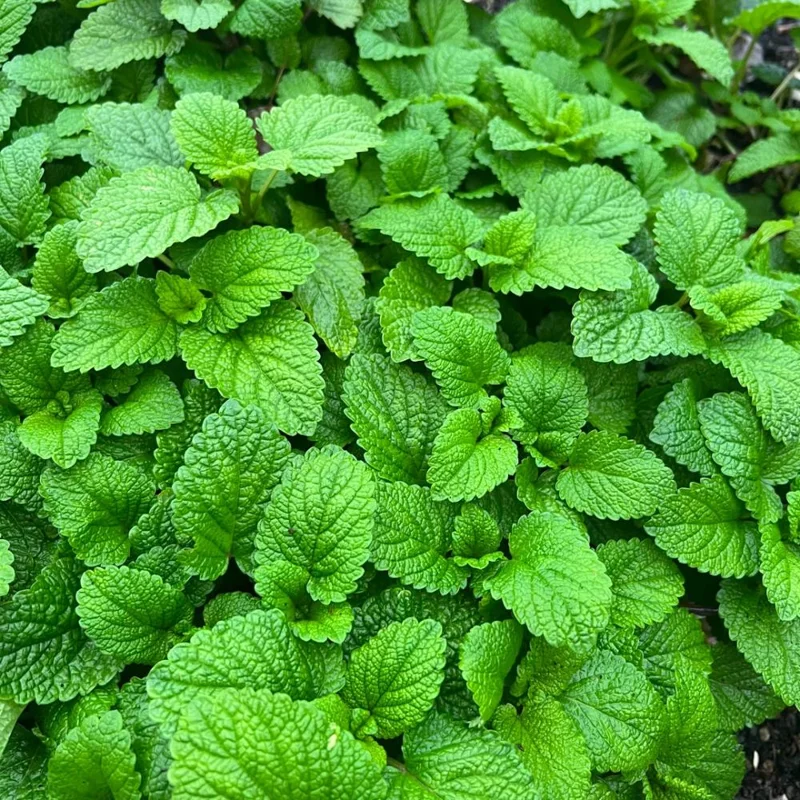 Lemon Balm Live Plant - Fragrant Herb for Indoor & Outdoor Growing, Well-Rooted, 5-7 Inches Height - Image 1