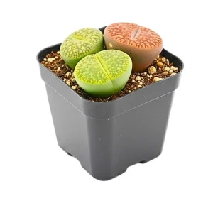 Lithops Live Plant - Rare Succulent in 2-inch Pot - Indoor - Image 1