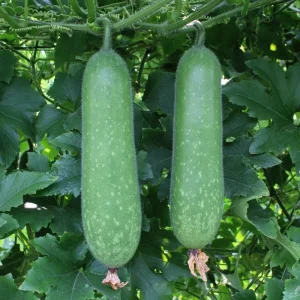 Long Winter Melon Live Plant - 8 Inch Tall Vine in 4 Inch Pot for Outdoor Gardens - Image 1