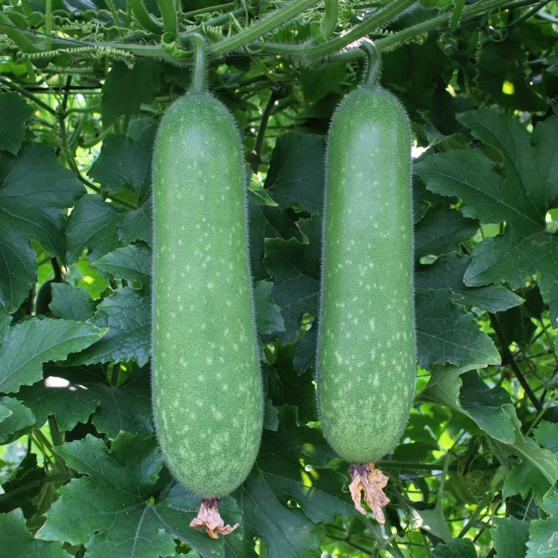 Long Winter Melon Live Plant - 8 Inch Tall Vine in 4 Inch Pot for Outdoor Gardens - Image 1