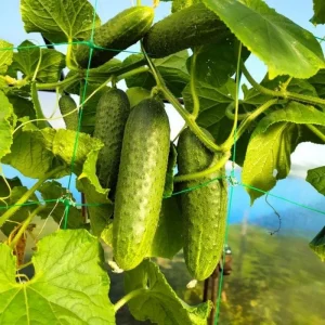 Marketmore Cucumber Live Plants – 2 Plants in 4 Inch Pot, 4-6