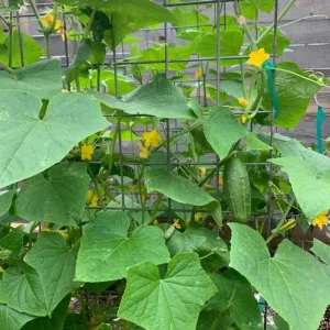 Marketmore Cucumber Live Plants – 2 Plants in 4 Inch Pot, 4-6