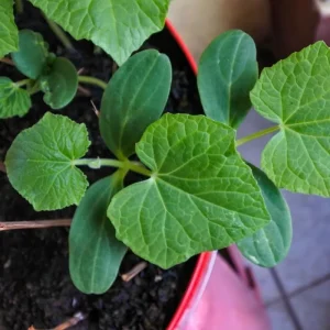 Marketmore Cucumber Live Plants – 2 Plants in 4 Inch Pot, 4-6