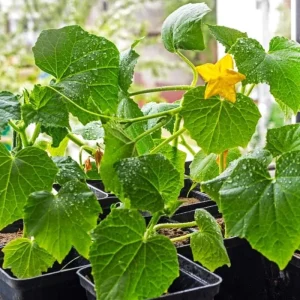 Marketmore Cucumber Live Plants – 2 Plants in 4 Inch Pot, 4-6