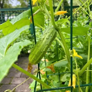 Marketmore Cucumber Live Plants – 2 Plants in 4 Inch Pot, 4-6
