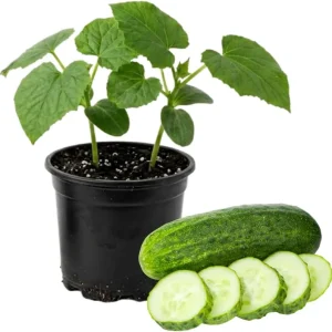 Marketmore Cucumber Live Plants – 2 Plants in 4 Inch Pot, 4-6