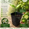 Mexican Key Lime Live Plant - Citrus Tree Seedling - 1-2 Inches Tall Starter Plug - Image 1