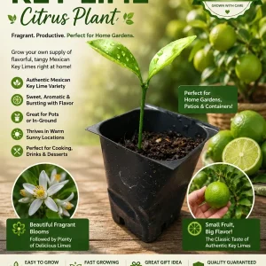 Mexican Key Lime Live Plant - Citrus Tree Seedling - 1-2 Inches Tall Starter Plug - Image 1