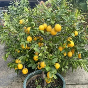 Meyer Lemon Live Plant - Starter 2-3 Inch Tall Citrus Tree, Outdoor Zones 9-11 - Image 2