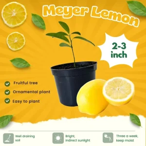 Meyer Lemon Live Plant - Starter 2-3 Inch Tall Citrus Tree, Outdoor Zones 9-11 - Image 3