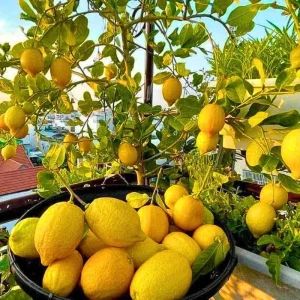 Meyer Lemon Live Plant - Starter 2-3 Inch Tall Citrus Tree, Outdoor Zones 9-11 - Image 4
