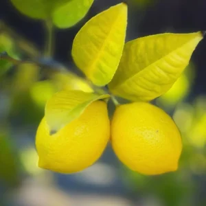 Meyer Lemon Live Plant - Starter 2-3 Inch Tall Citrus Tree, Outdoor Zones 9-11 - Image 5