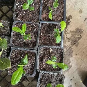 Meyer Lemon Live Plant - Starter 2-3 Inch Tall Citrus Tree, Outdoor Zones 9-11 - Image 8