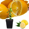Meyer Lemon Live Plant - Starter 2-3 Inch Tall Citrus Tree, Outdoor Zones 9-11 - Image 1