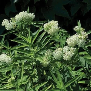 Milkweed Incarnata Milkmaid Live Plant - White Swamp Milkweed 4 inch pot - Image 1