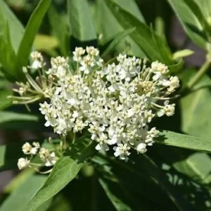 Milkweed Incarnata Milkmaid Live Plant - White Swamp Milkweed 4 inch pot - Image 2