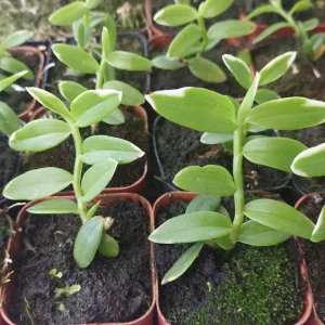Miniature Dendrobium loddigesii Variegated Orchid Live Plant - Rose Scented Flowers, Rooted in Pot - Image 3